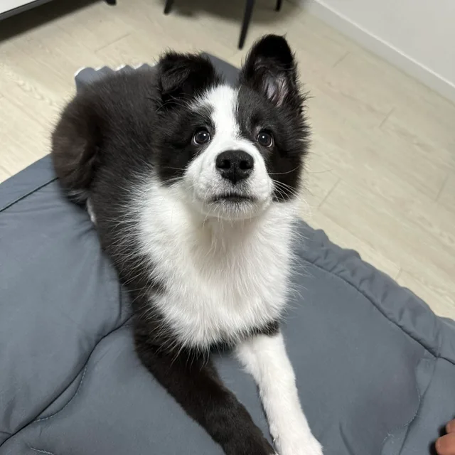 가동동