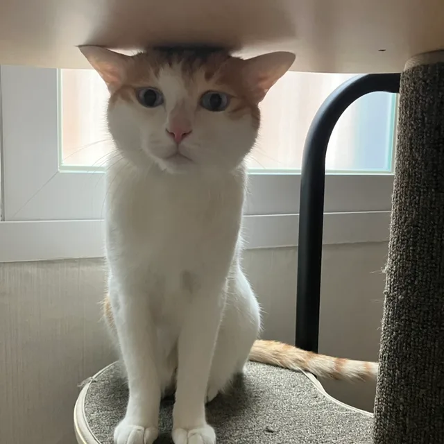 노아
