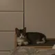 수아엄마