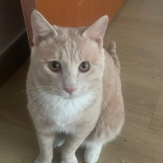 달걀이