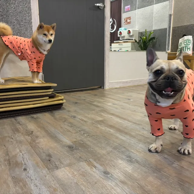 봉아지어미