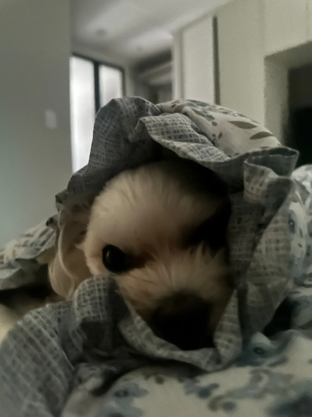 쿠쿠