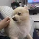 라리조