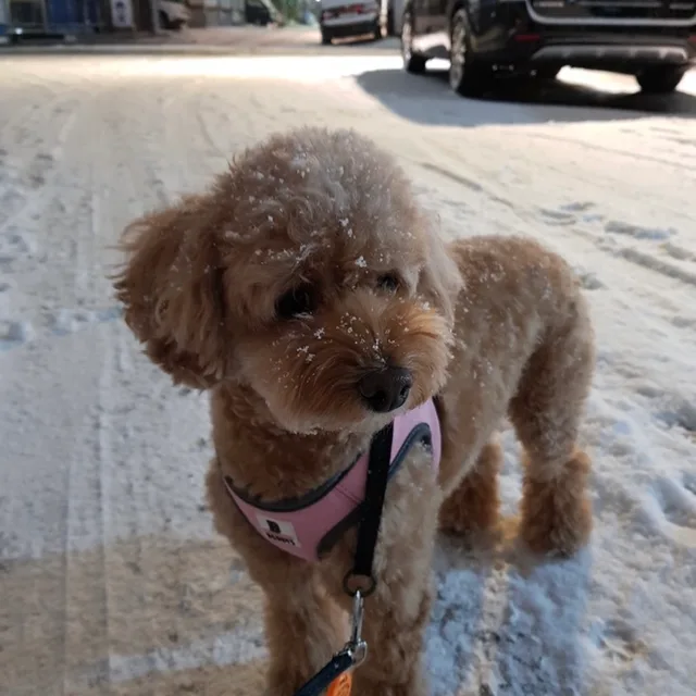 이옹시옷