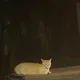 뽀시래기