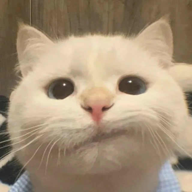 먀아아아옹