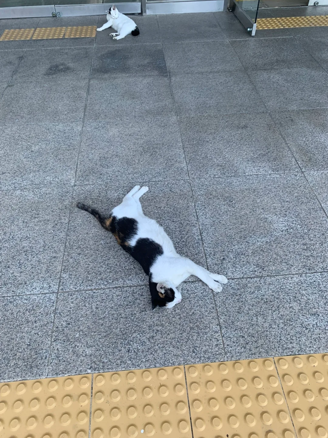 스오님
