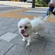 지니와마루