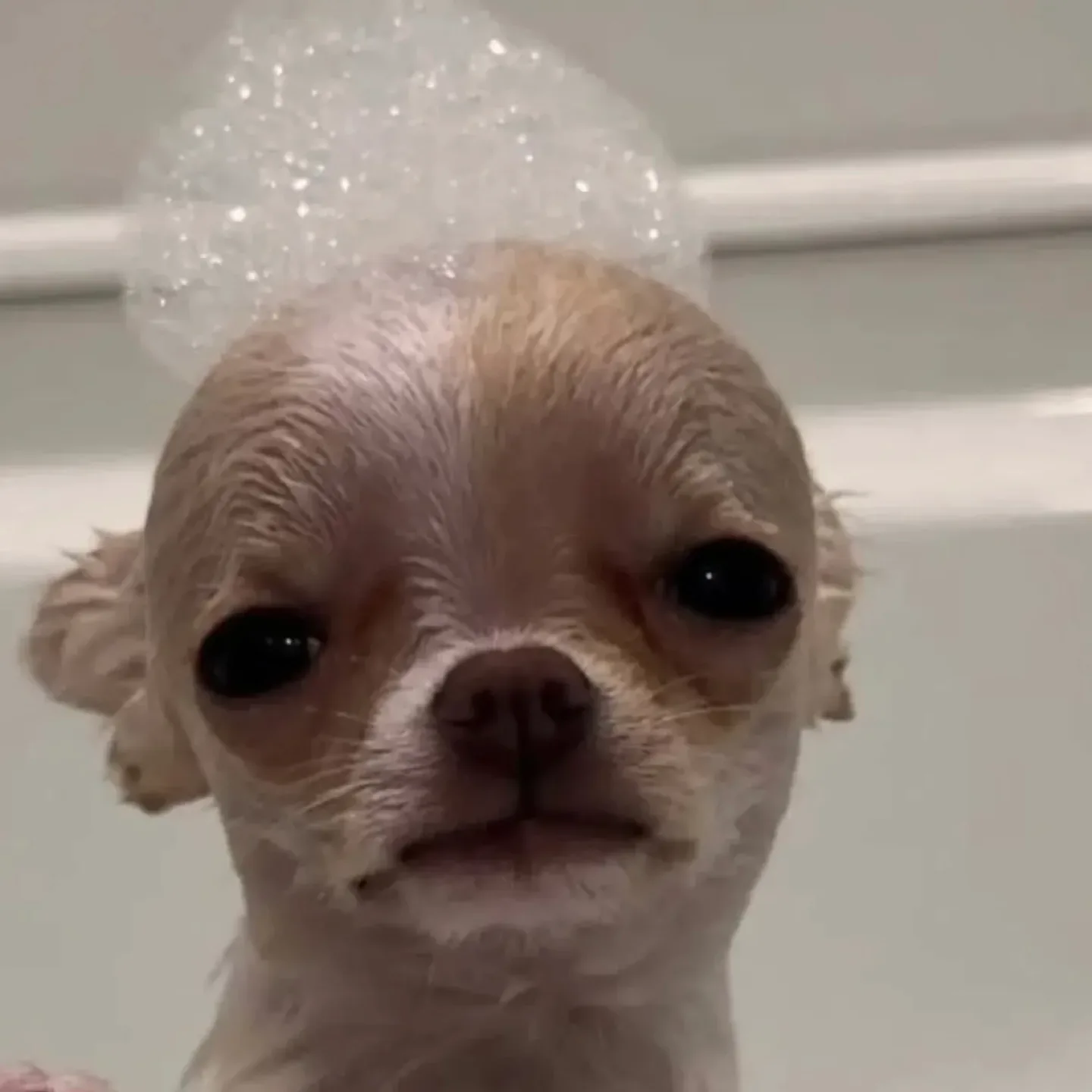 마이쭈