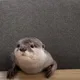 가리