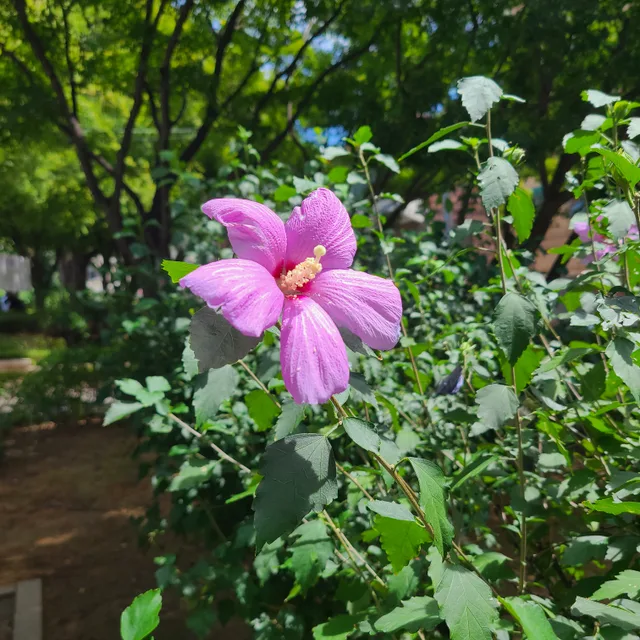 당근이조아
