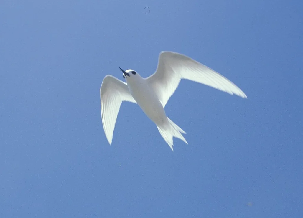 백연