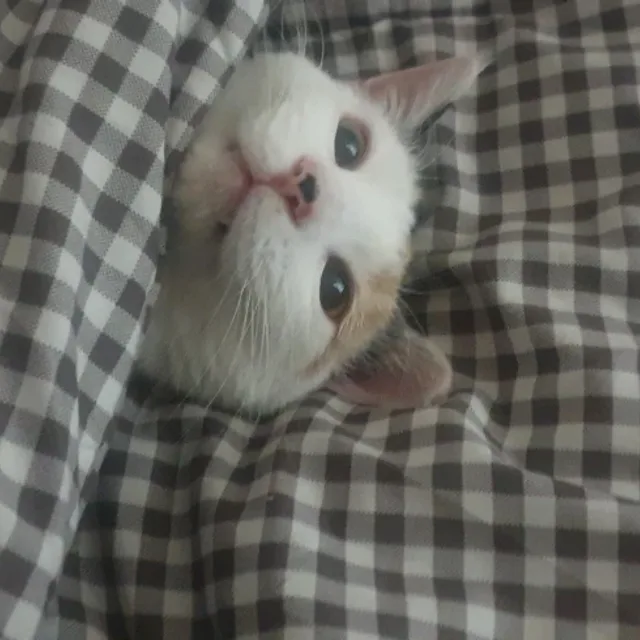 올리브영바구니도둑