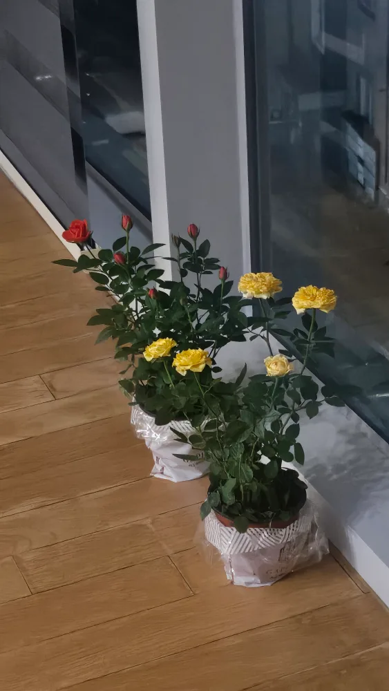 여름0505