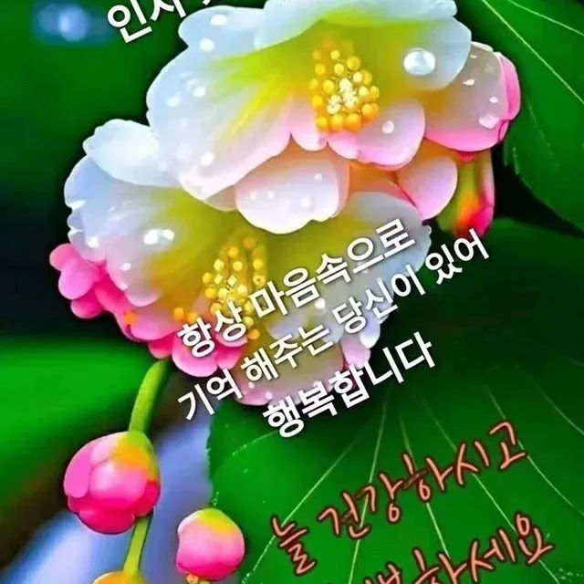 왕눈이샤인디자인