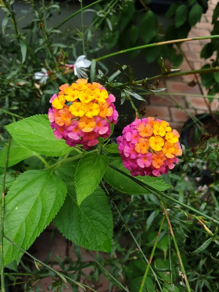 찐남매아빠