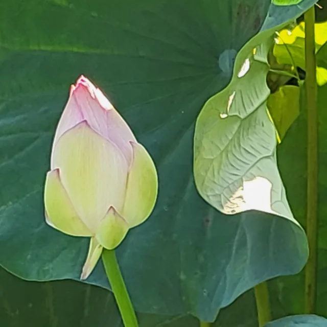 보배