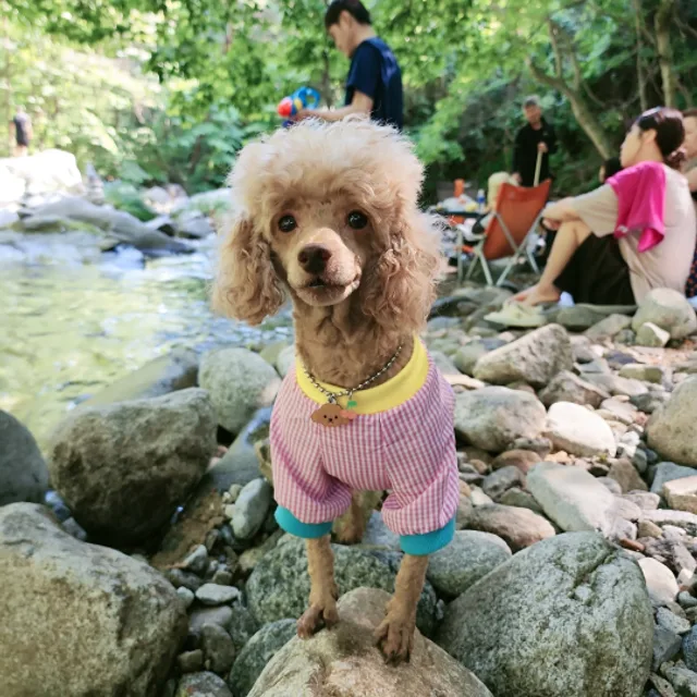 땅콩