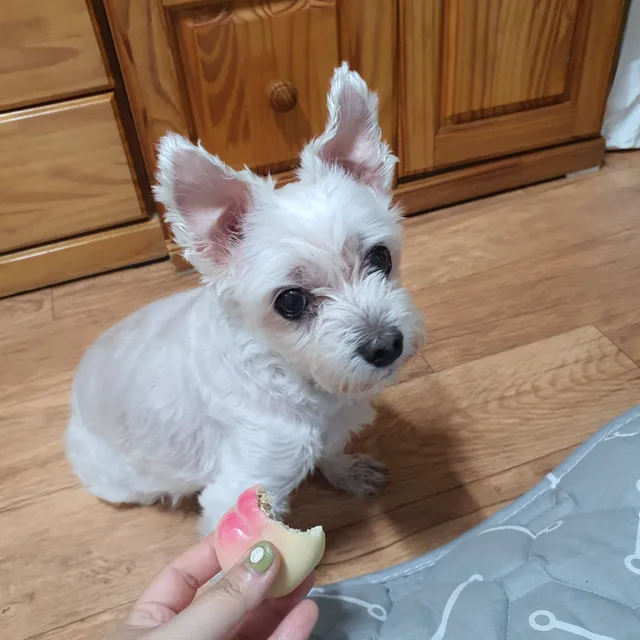 복숭아땅콩