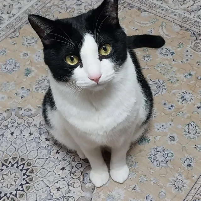 자두야옹