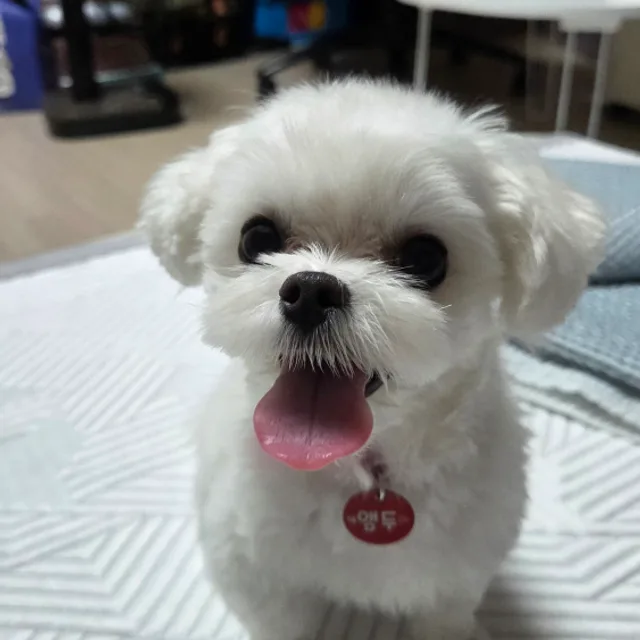 앵두엄마