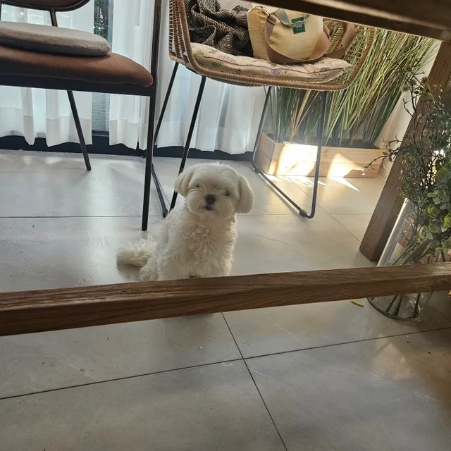 꽁보리