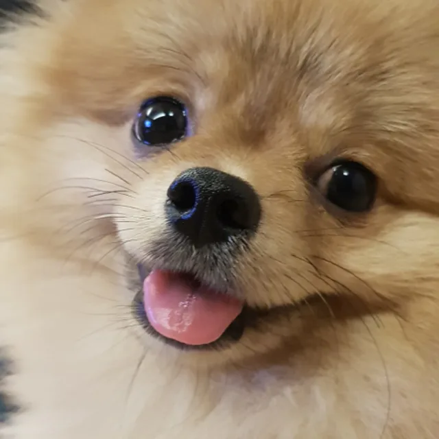 말랑카우