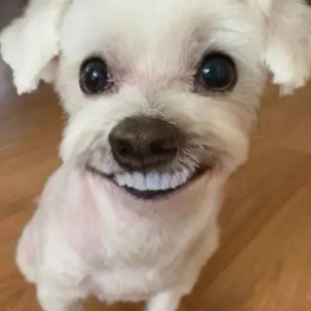 뽀삐