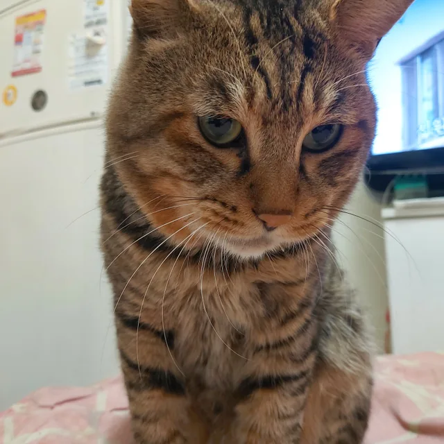 해피