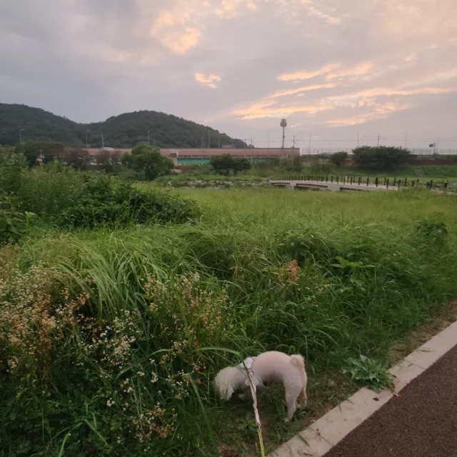 파파야