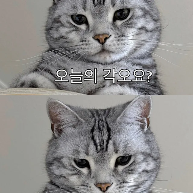 까꿍이