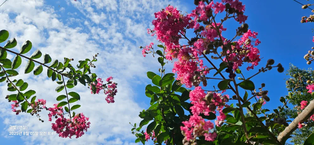 금빚사랑