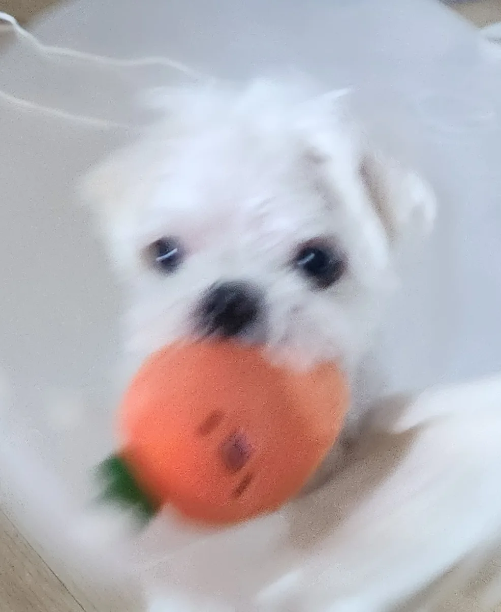 당근당근