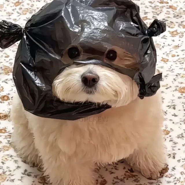 멍멍멍
