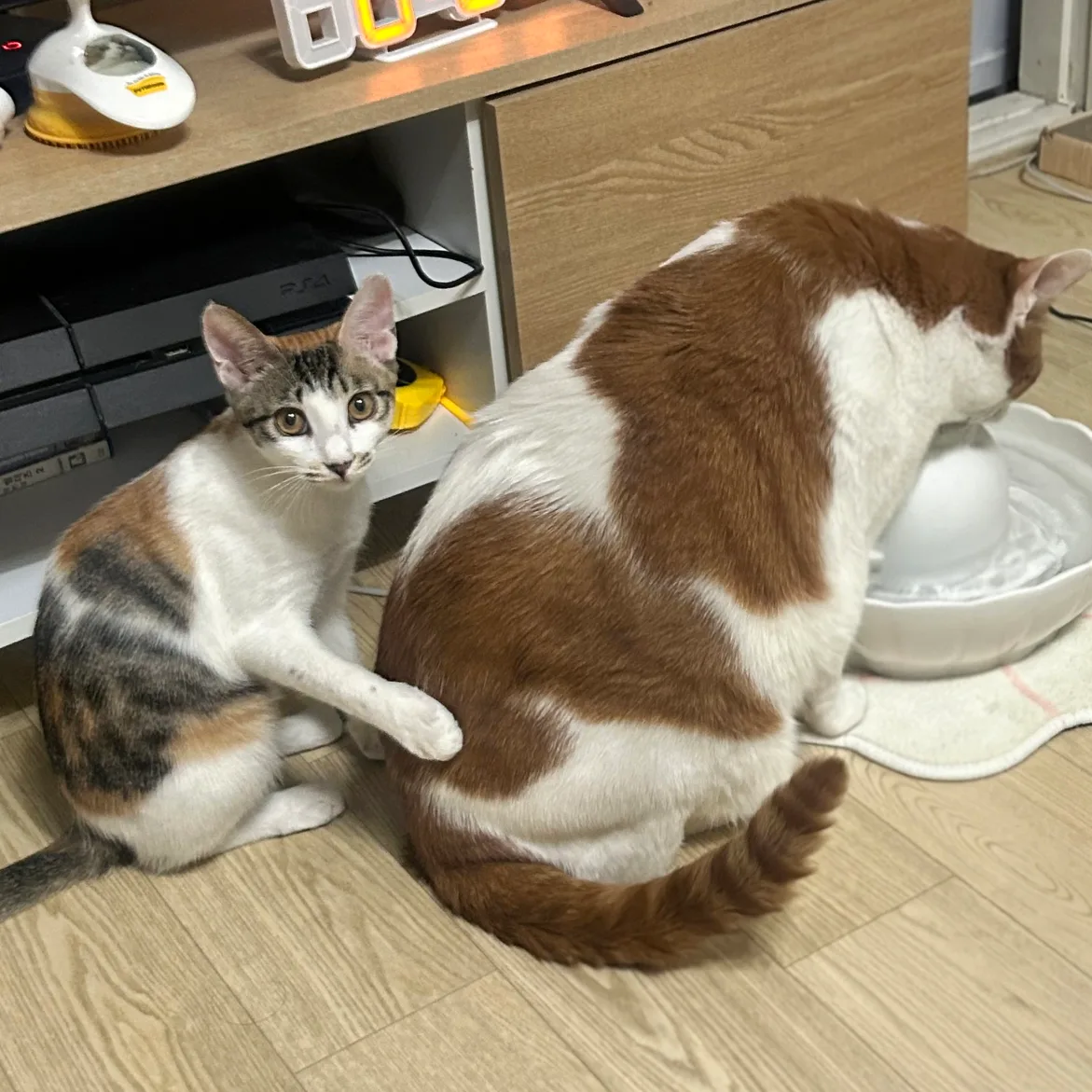 체리마루