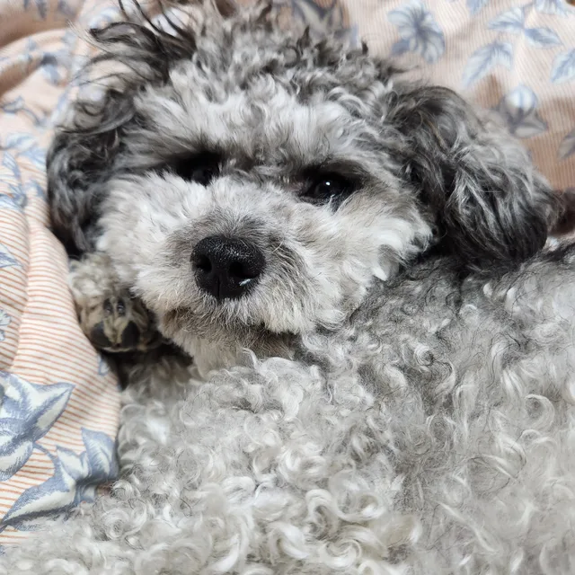 먼니니