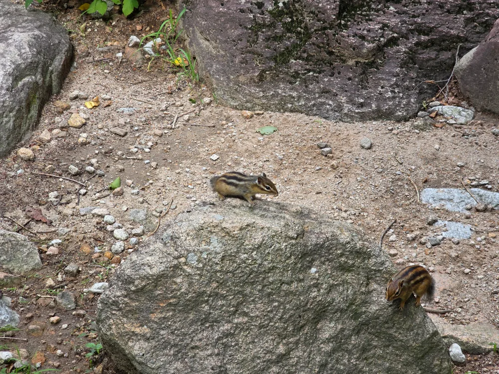 가치당근