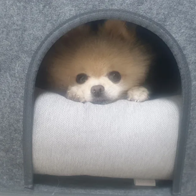 살지
