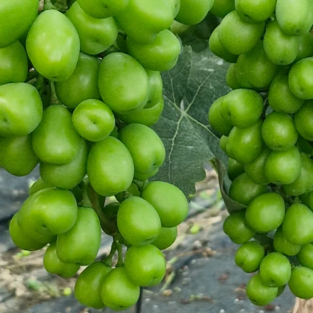 싸리꽃