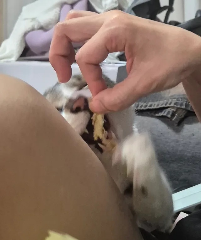 고냥이