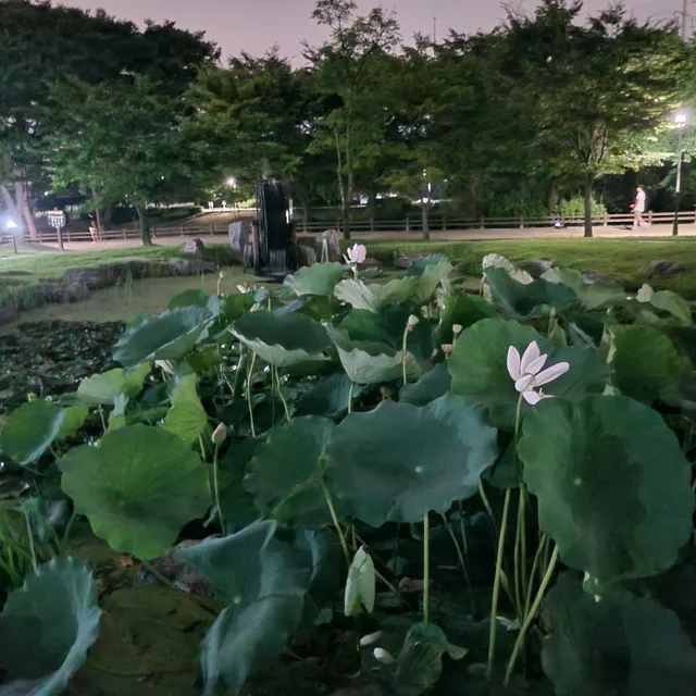 딸기숲메구미