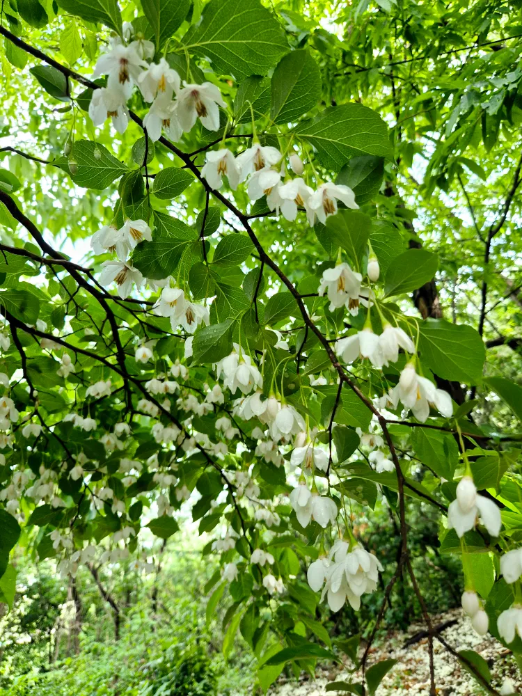 성산