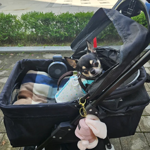 정직한엄마