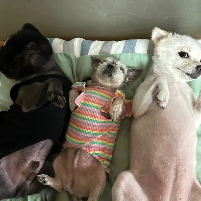 스마일