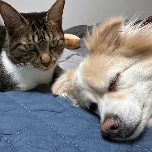 멍뭉이