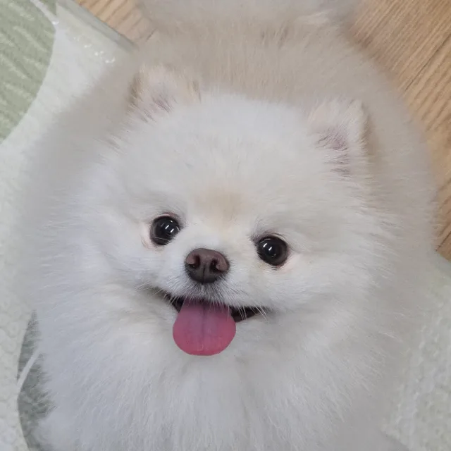 하람도담애미