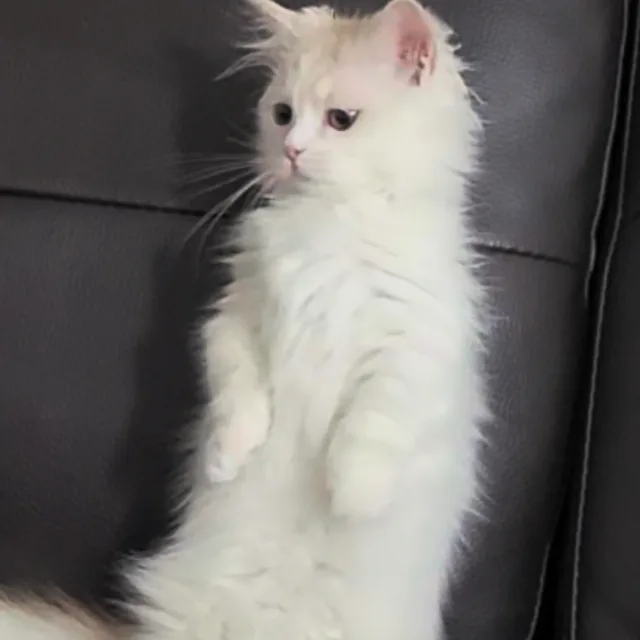 로사