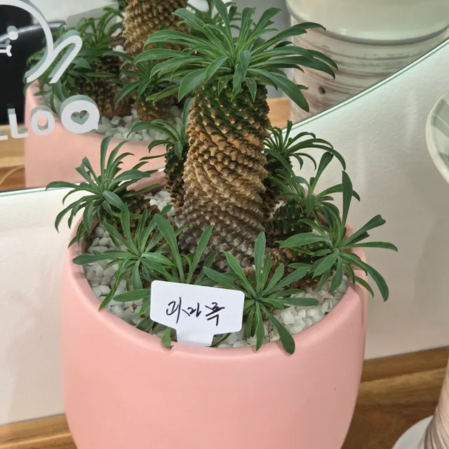 느티나무