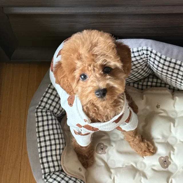 땅콩이주인