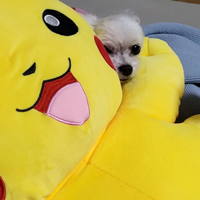 호이짜